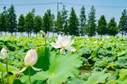 “荷”你相约，解锁荷的N种玩法